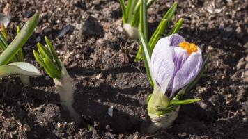 time-lapse beeldmateriaal detailopname, voorjaar bloemen krokussen in de zon. voorjaar concept, natuur video