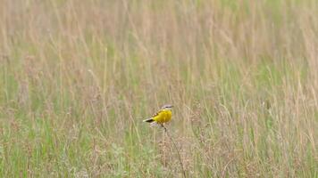 Beautiful Yellow bird wagtail perching on twig in green field video