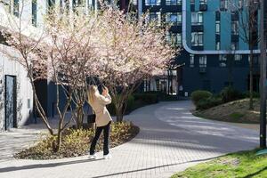 women is taking picture of blossoming cherry on mobile phone on street in spring photo