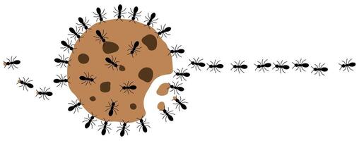 Black ants eating cookie on a white background, illustration. vector