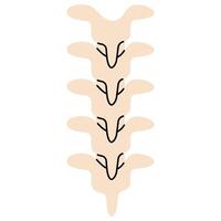 Spinal cord 2 on a white background, illustration. vector