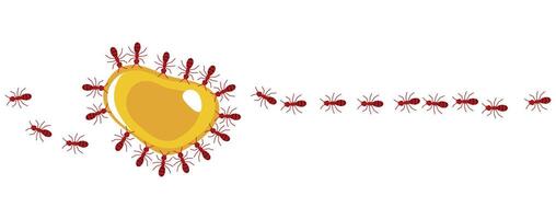 Red ants eating honey drop on a white background, illustration. vector