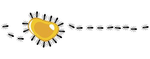 Black ants eating honey drop on a white background, illustration. vector