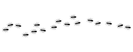 Black ants line on a white background, illustration. vector