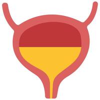 Bladder on a white background, illustration. vector