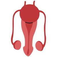 Male reproductive system on a white background, illustration. vector