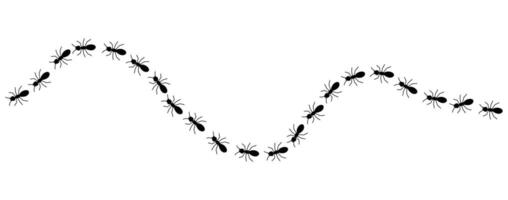 Black ants line 3 on a background, illustration. vector