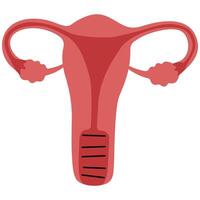 Female reproductive system on a white background, illustration. vector