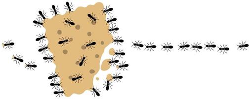 Black ants eating cracker on a white background, illustration. vector