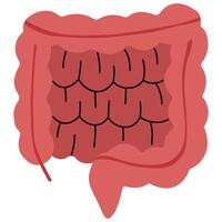 Large intestine and Small intestine on a white background, illustration. vector