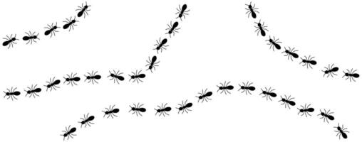 Black ants line 2 on a white background, illustration. vector