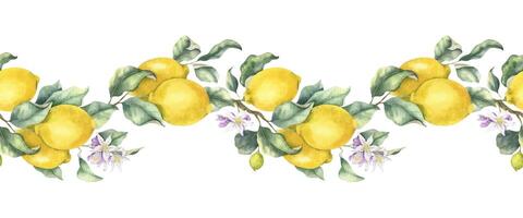 Lemon Branches with fruits and leaves. Isolated hand drawn watercolor seamless border. Banner of Tropical citrus fruit. Design for menu, package, cosmetic, textile, cards vector