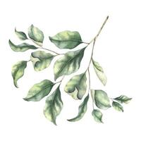 Abstract green branch with leaves. Greenery leaf. Hand drawn watercolor illustration of Twig. For wedding design, textiles, wrapping paper, scrapbooking, cards vector