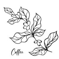 coffee branch with leaf and coffee beans vector