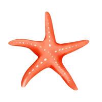 Watercolor red starfish. Watercolor summertime ocean element. vector