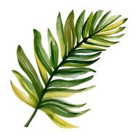 Watercolor tropical leaf. Exotic foliage. Floral illustration. Watercolor jungle vector