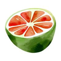 Watercolor lemon. Exotic lime, illustration. Summertime element. vector