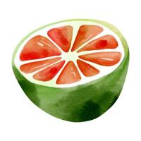 Watercolor lemon. Exotic lime, illustration. Summertime element. vector