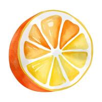 Watercolor orange fruit. Exotic fruit, illustration. Summertime element. vector