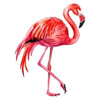 Watercolor flamingo isolated on white background. flamingo. Watercolor summertime element. vector