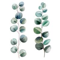 Watercolor isolated eucalyptus leaves in set of two branches. Eucalyptus illustration vector