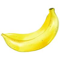 acuarela plátano realista. amarillo fruta, ilustración. Hora de verano elemento. vector