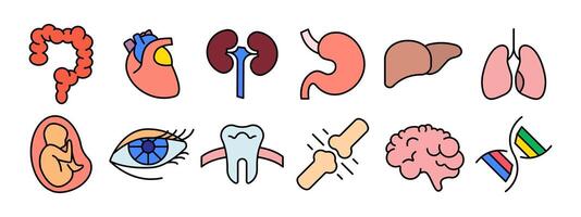 Human anatomy set icon. Intestine, heart, kidney, stomach, liver, lungs, fetus, eye, tooth, bone, brain, DNA. Medicine, biology. vector
