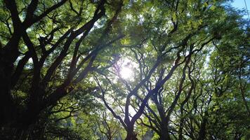 Sunrays in the trees photo