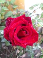 red rose with water drops photo