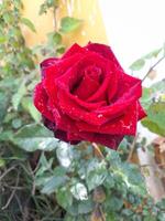 rosa roja con gotas de agua foto