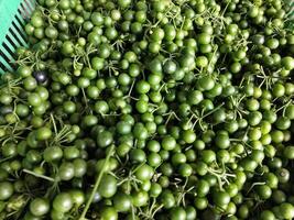 Leunca, Solanum nigrum or black nightshade photo