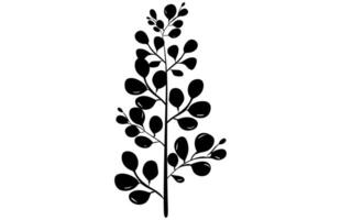 acacia leafs and flowers silhouette set. Medicinal tree branch with leaves collection, Acacia set graphic black and white flower leaves seeds vector