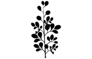 acacia leafs and flowers silhouette set. Medicinal tree branch with leaves collection, Acacia set graphic black and white flower leaves seeds vector