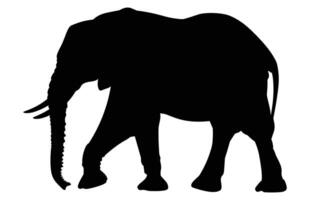 African Elephant Animal silhouette, Wild African Elephant Silhouette vector