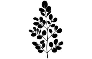 acacia leafs and flowers silhouette free. Medicinal tree branch with leaves free, Acacia set graphic black and white flower leaves seeds vector