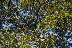 árbol ramas con cielo en antecedentes foto