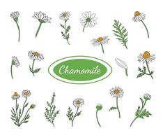 Pharmaceutical camomile plant. Hand-drawn chamomile branches. Chamomile or daisy flowers. Medical herbs collection. Botanical illustration. vector