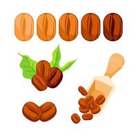 Coffee beans set. Showing various stages of roasting. Various angle for coffee product. vector