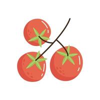 Fresh cherry tomato branch. Small vegetables on food plant. Flat illustration isolated on white background. vector