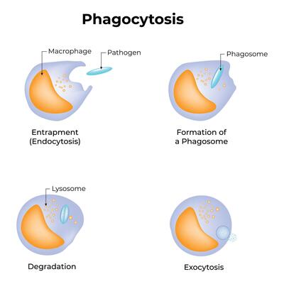 Phagocytosis Science Design Illustration Diagram