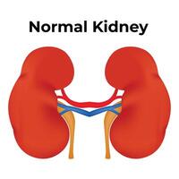 Normal Kidney Science Design Illustration Diagram vector