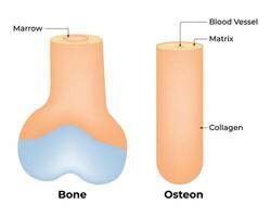 hueso y osteon Ciencias diseño ilustración diagrama vector