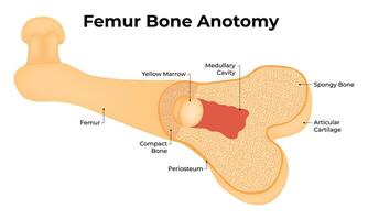 fémur hueso anatomía Ciencias diseño ilustración diagrama vector