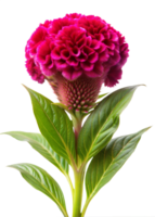 A bright fuchsia celosia flower with lush, green leaves blooming in an indoor setting, captured against a transparent background png