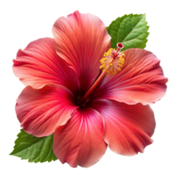 A vivid pink hibiscus flower with green leaves displayed against a transparent backdrop png