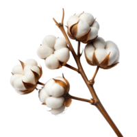 Cotton bolls clustered on a single branch, showing natural texture and detail, set against a transparent background png