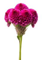 en vibrerande rosa cockscomb blomma står lång med invecklad blooms mot en transparent bakgrund i morgon- ljus png