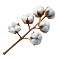 Cotton bolls are on a branch, displayed against a transparent background png