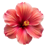 A vivid pink hibiscus flower displaying its petals and yellow stamens png