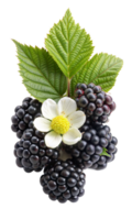 A bunch of blackberries and a white flower are displayed together png